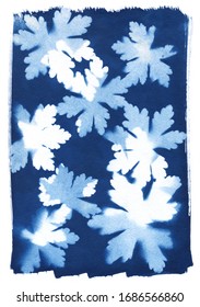 sun-printing or cyanotype process. Some leafs, petals, flowers, fern, lying on a watercolour paper covered with a special photosensitive liquid. Dark blue Prussian blue color print.