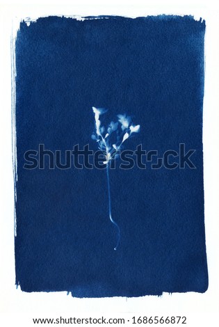 sun-printing or cyanotype process. Some leafs, petals, flowers, fern, lying on a watercolour paper covered with a special photosensitive liquid. Dark blue Prussian blue color print.