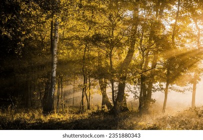 The sunrays in the autumn forest. Autumn forest sunbeams. Forest sunbeams in autumn. Autumn forest in morning - Shutterstock ID 2351880343