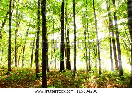 Similar – Foto Bild Nebliger Wald mit einem Licht in der Ferne, Zermatt, Schweiz