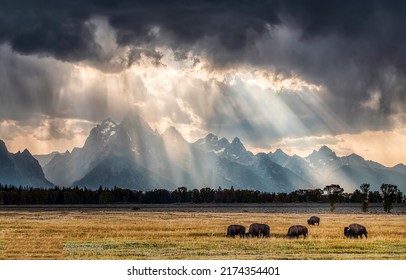The sunrays break through the clouds over a herd of bison. Sunshine through dark clouds. Cloudy sky sunrays. Sunrays in cloudy sky - Shutterstock ID 2174354401