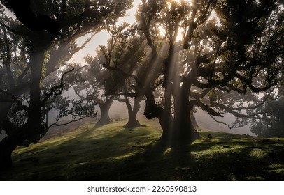 The sunrays break through the crowns of trees in the forest. Sunbeams in misty forest. Sunbeams and shadows in dark forest. Forest shadows with sunbeams - Powered by Shutterstock - Get 15% off with code: PIKWIZARD15