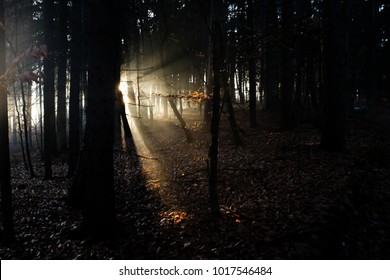Sunrays bursting through the forest from behind a tree