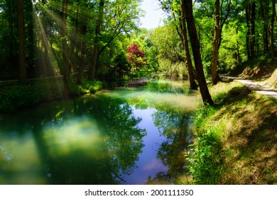 Sunrays Coming Through The Trees In The Enchanted Forest With River And Ducks.