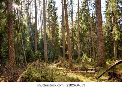 The sunrays in the dark forest. Larch tree forest sunbeams. Forest sunbeams. Beautiful forest scene