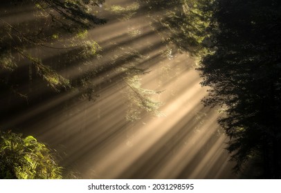 Sunrays in dark forest. Sun rays in woods. Sunbeam light - Shutterstock ID 2031298595