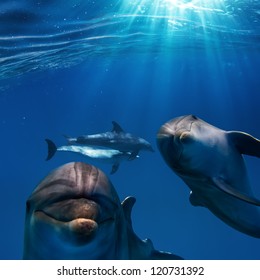 Sunrays And Deep Blue Water Surface With Two Funny Nice Dolphins Underwater