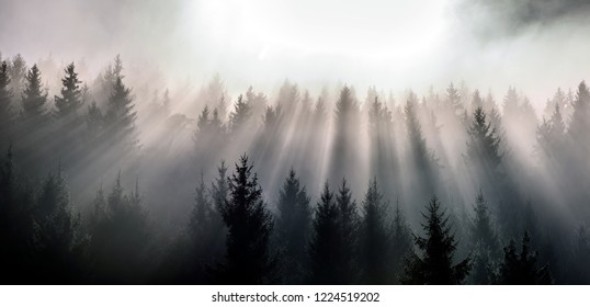 Forest Mist Images Stock Photos Vectors Shutterstock