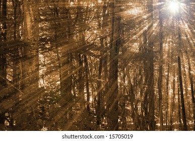 sunrays in a forest