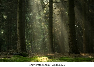 309,756 Forest sun rays Images, Stock Photos & Vectors | Shutterstock