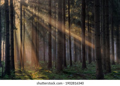 Sunrays in a forest on a hazy morning in winter, a fairy landscape