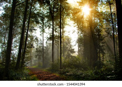 3,104 Forrest Night Images, Stock Photos & Vectors 