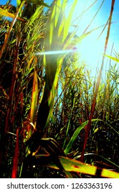 Sunrays in grassland
