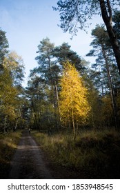 Sunrays illuminate trees in the forest