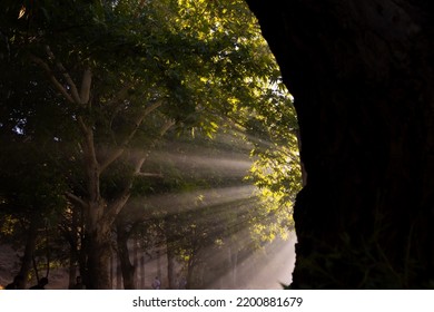 Sunrays in misty forest at sunset. Nature background photo. Sunrays or sunshine or sunlight through the haze in the forest.