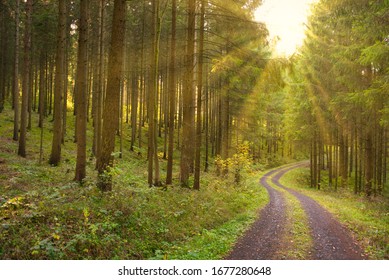 sunrays on a curvy forest track
