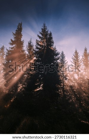 Sunrays outlining the silouette of a tree