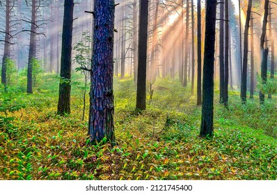 The sunrays in the pine forest. Pine forest sunbeams. Sunbeams forest scene