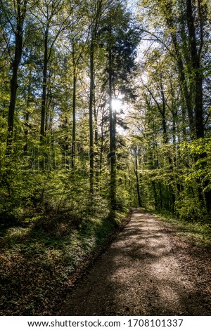 Similar – Wald im Frühling Erholung