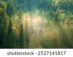 Sunrays shining through foggy evergreen forest on Snoqualmie river, Pacific Northwest, Washington, USA