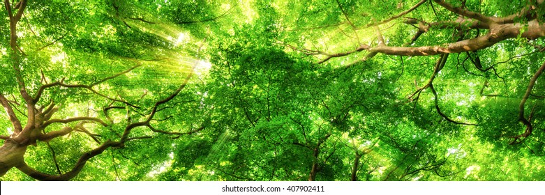Sunrays shining through green leaves of high treetops in a beech forest, panorama format