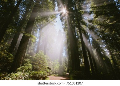 Sunrays Through The Forest In Lady Bird Johnson Grove 