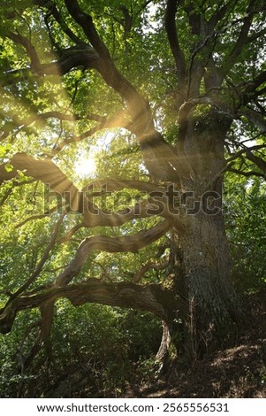 sunrays through the leaf from a old knobby oak tree