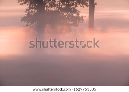 Similar – Image, Stock Photo sunrays Environment Nature