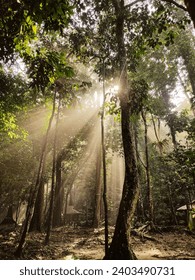 Sunrays through the trees forest sunlight