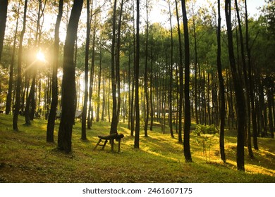 Sunrays thru the pine trees, May 2017.