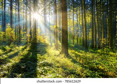 sunrays in the woods