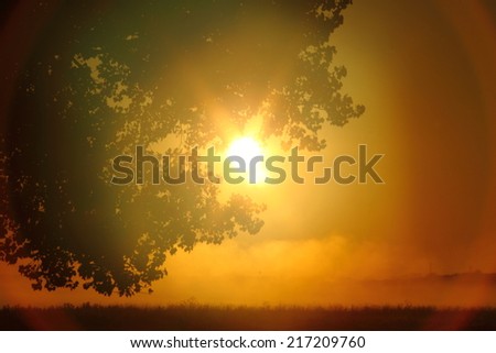 Similar – Image, Stock Photo Pine silhouette in sunrise morning misty light