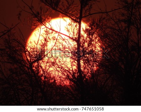 Similar – Image, Stock Photo Blood moon at total lunar eclipse, shining through trees