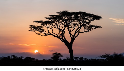 Sunrise and Acacia tree in the Serengeti National Park in Tanzania