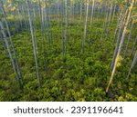 sunrise aerial view of Florida forest with pine trees and palmetto - Apalachicola National Forest