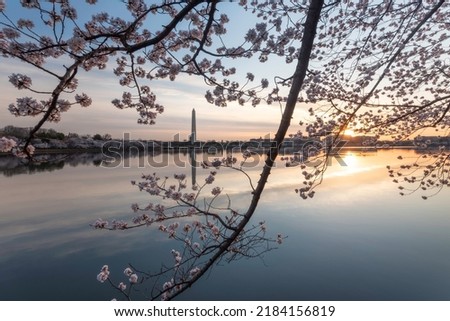 Sunrise along the Tidal Basin in the spring featuring the famous Cherry Blossom trees and calm, reflecting waters.