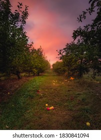 Sunrise In Apple Orchard - Acton, ME