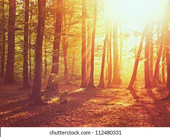 Sunrise in autumn forest