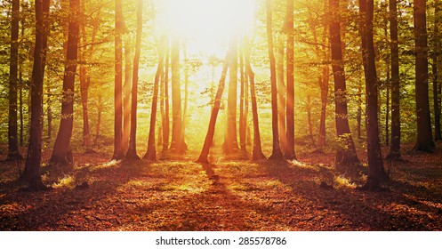 Sunrise in autumn forest - Powered by Shutterstock