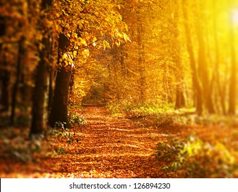 Autumn Forest High Res Stock Images Shutterstock