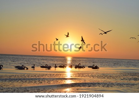 Sunrise at the Baltic Sea, flying gulls, floating swans 