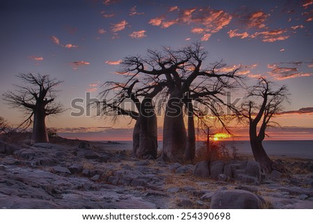 Sunrise with Baobab trees in foreground at LeKubu island, Botswana.
