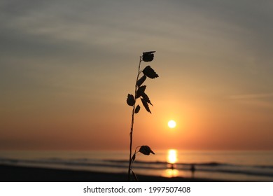 Sunrise With Beach Grass Silhouette