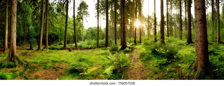 Sunrise in a beautiful forest in Germany