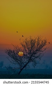 Sunrise Behind The Beautifull Tree