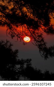 Sunrise behind the pine tree branches.