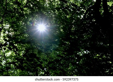 Sunrise between Trees, Forest 