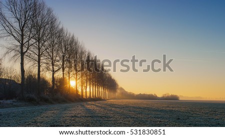 Sunrise between the trees on a cold foggy misty winter morning over the whithe snowy farm land by Urk Noordoostpolder Flevoland Netherlands December 2016