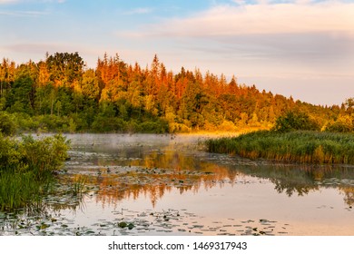 Sunrise In The Bialowieza Forest