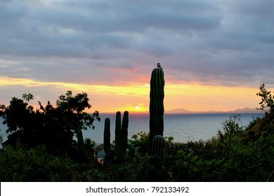 Sunrise With Bird On Cactus, Baja Mexico